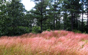 oakgrove,pinkgrass 2[1]